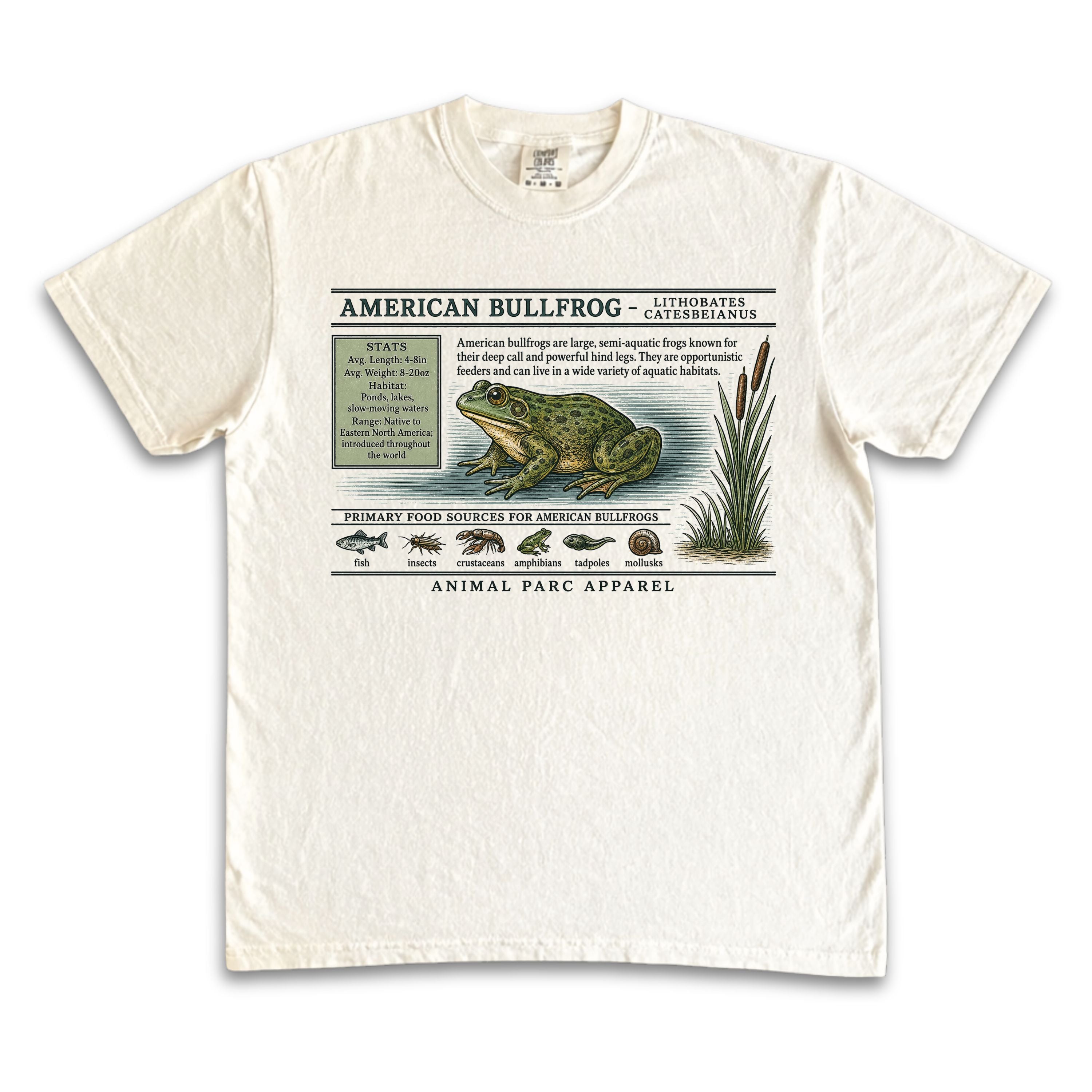 American Bullfrog Zoology