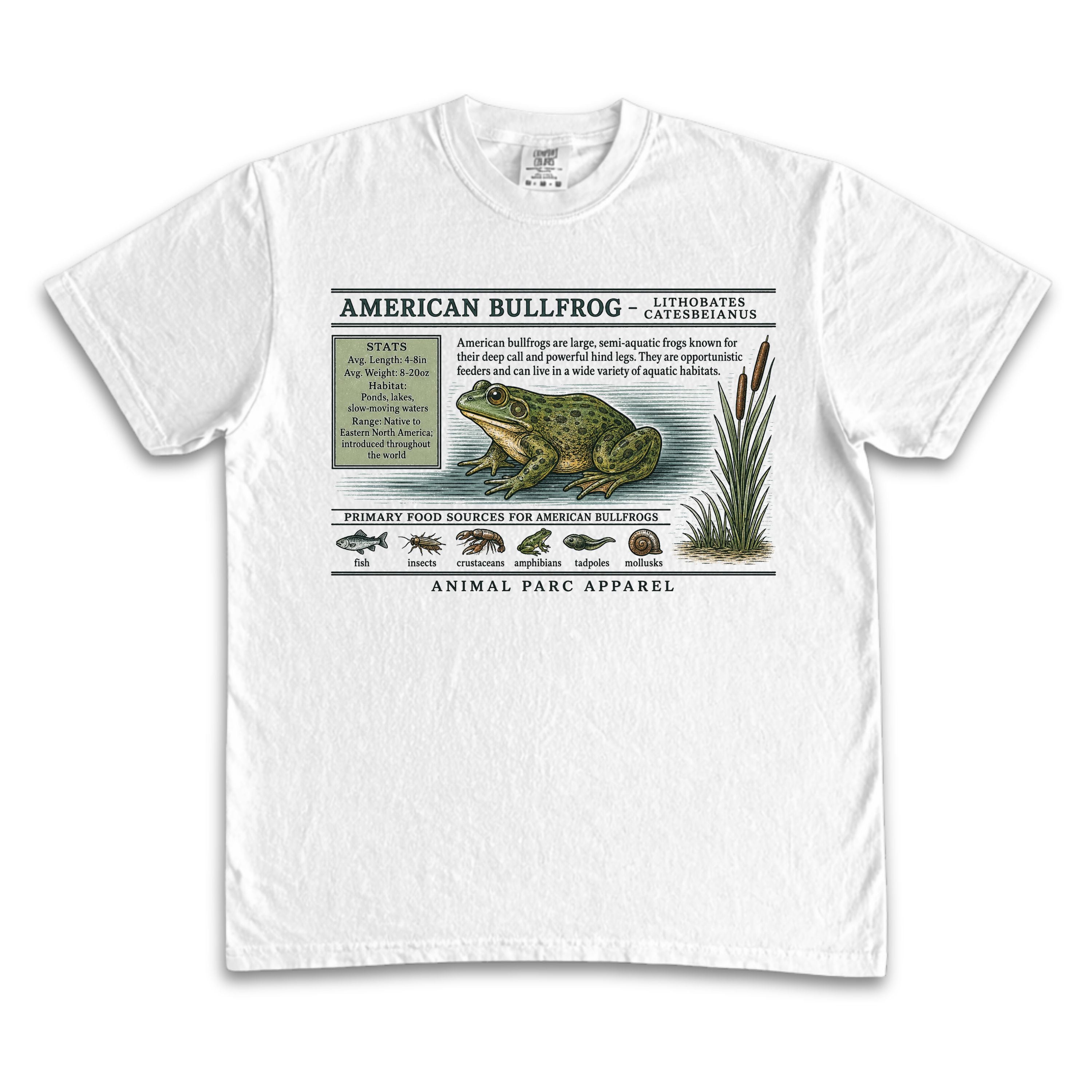 American Bullfrog Zoology